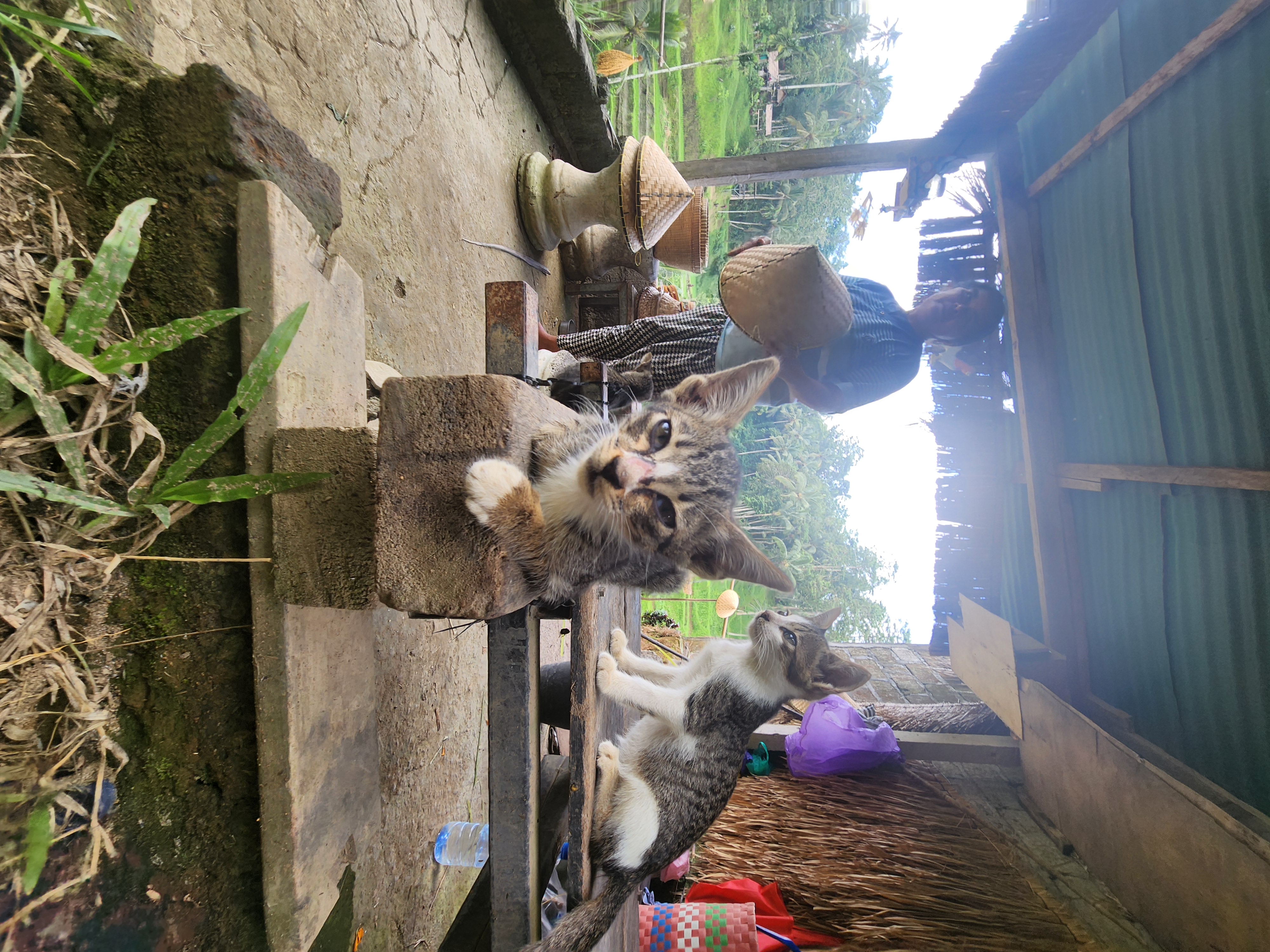 Kittens on wood under a shelter with a person and woven hats, rice terraces in the distance