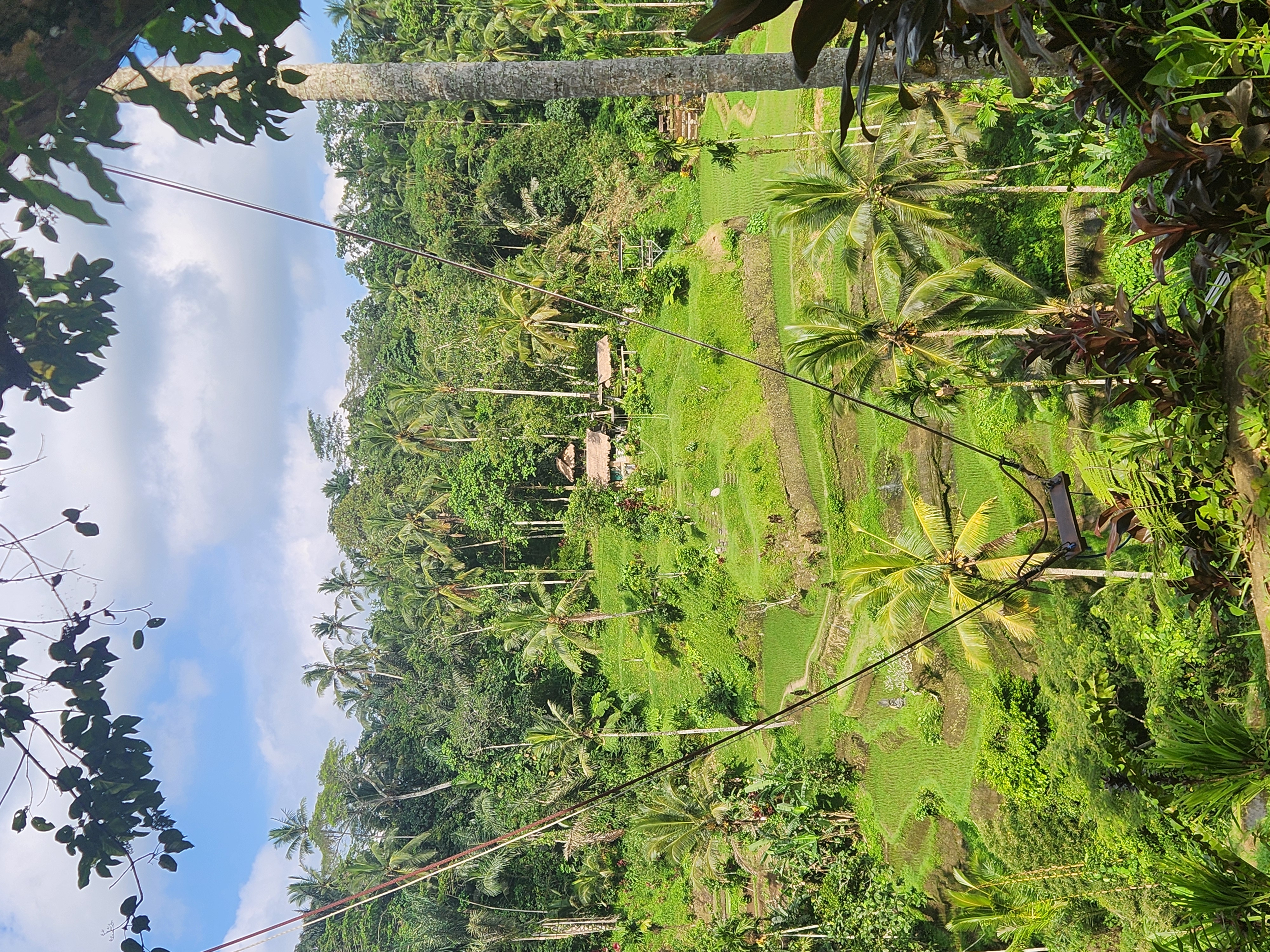 Wooden swing on ropes overlooking a green terraced valley in Bali