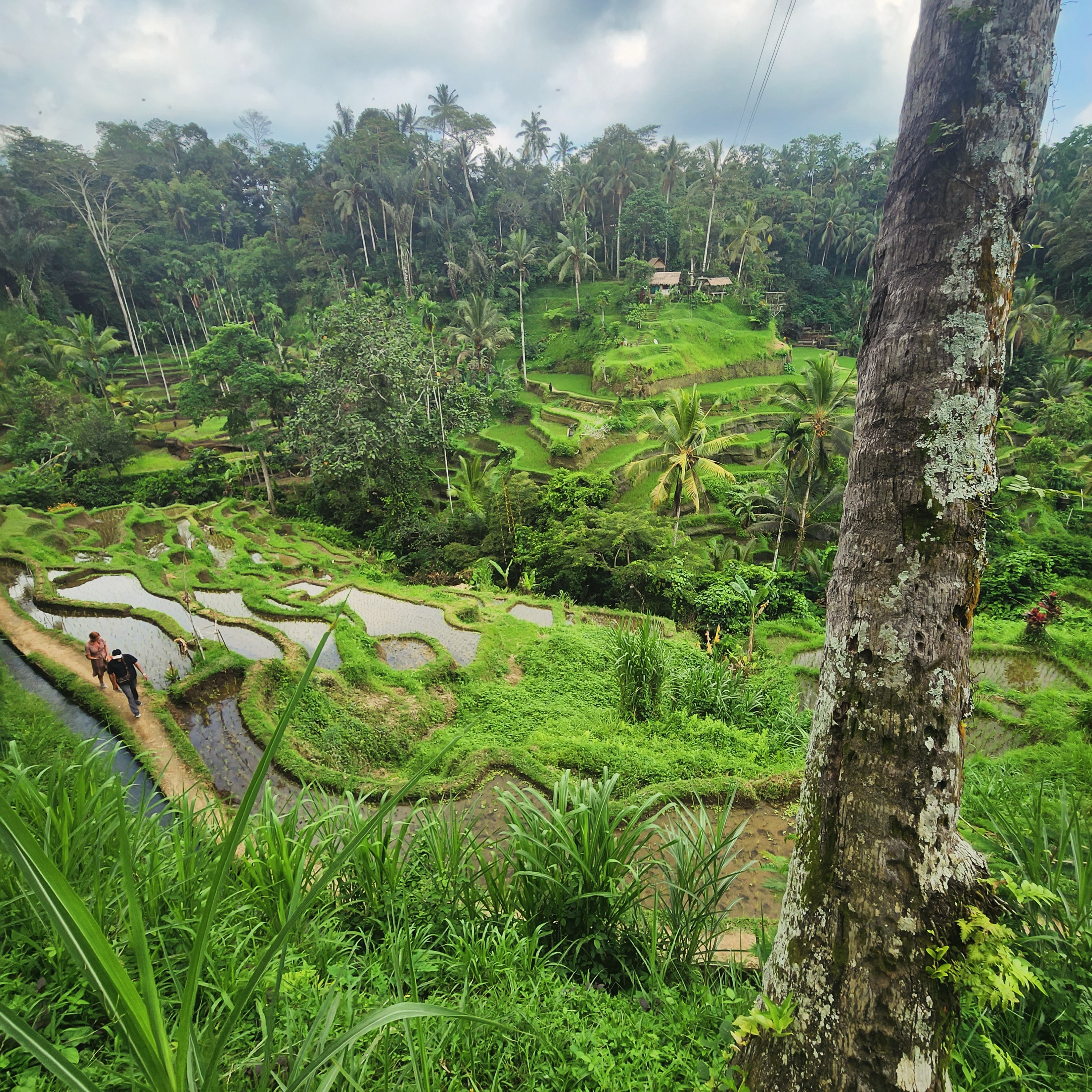 Terraced rice paddies in Bali with flooded levels and palm trees